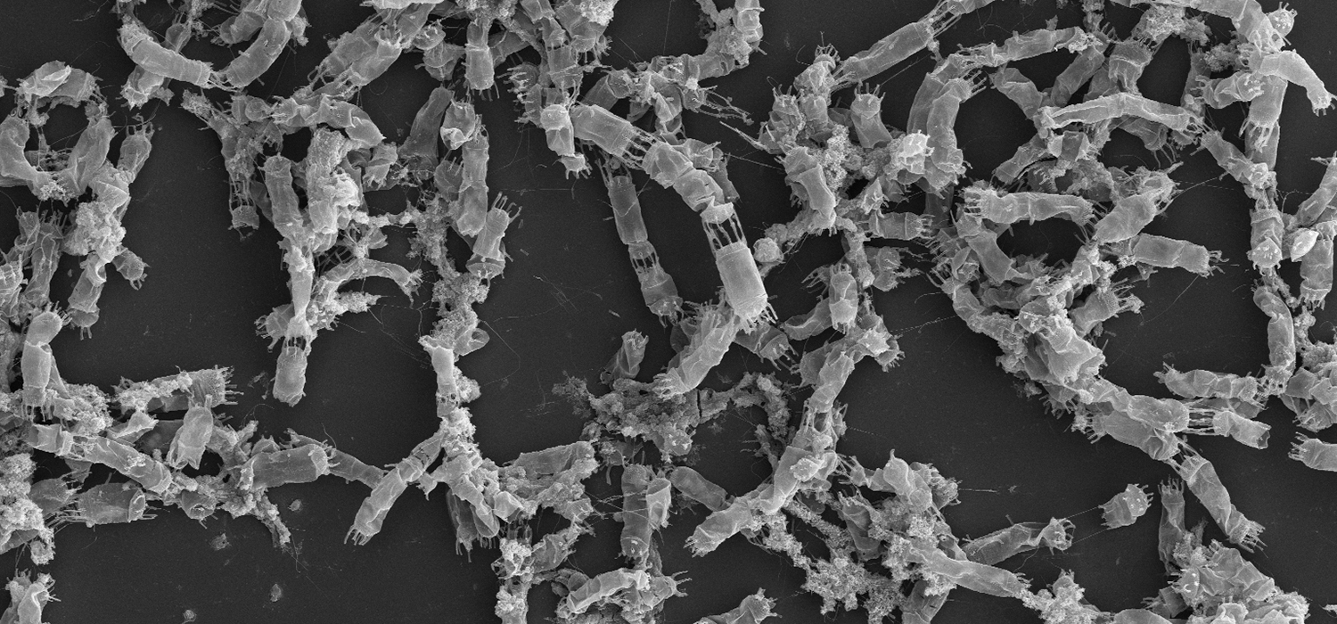 Investigadores de la UCA descubren que la oscuridad estimula la producción de compuestos naturales en un tipo de microalga marina