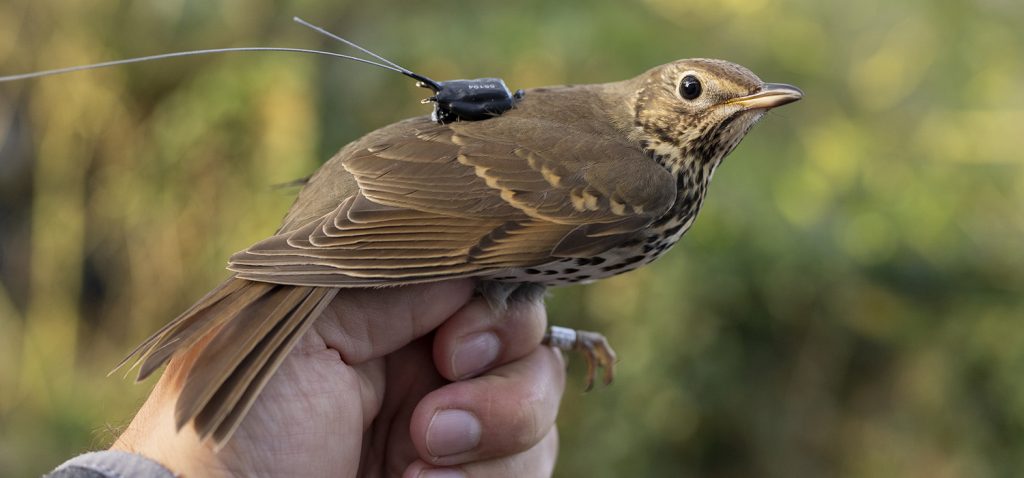 Las aves frugívoras migratorias pueden dispersar semillas a más de 500 kilómetros