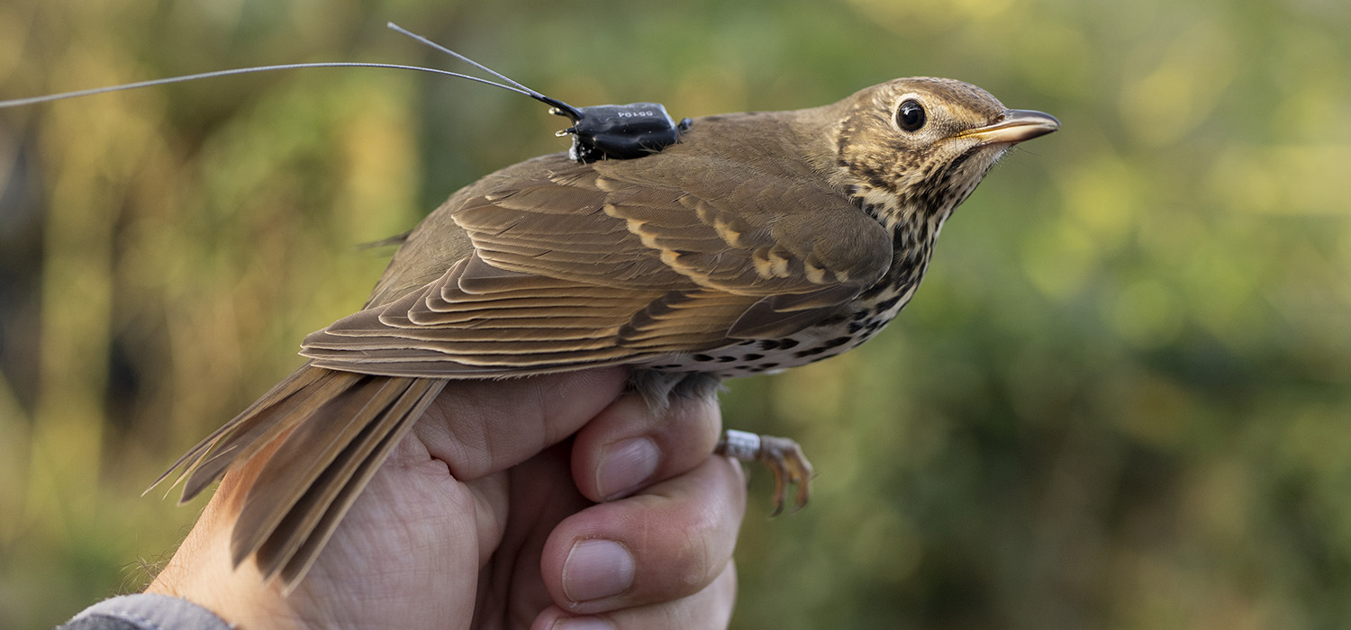 Las aves frugívoras migratorias pueden dispersar semillas a más de 500 kilómetros
