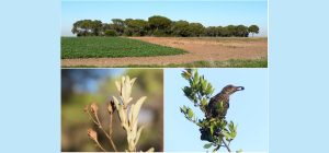 Investigadores de la UCA demuestran que los bosques fragmentados tienen déficits de diversidad ve...