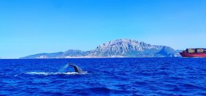 Investigadoras de la UCA desarrollan un sistema de inteligencia artificial para detectar silbidos...