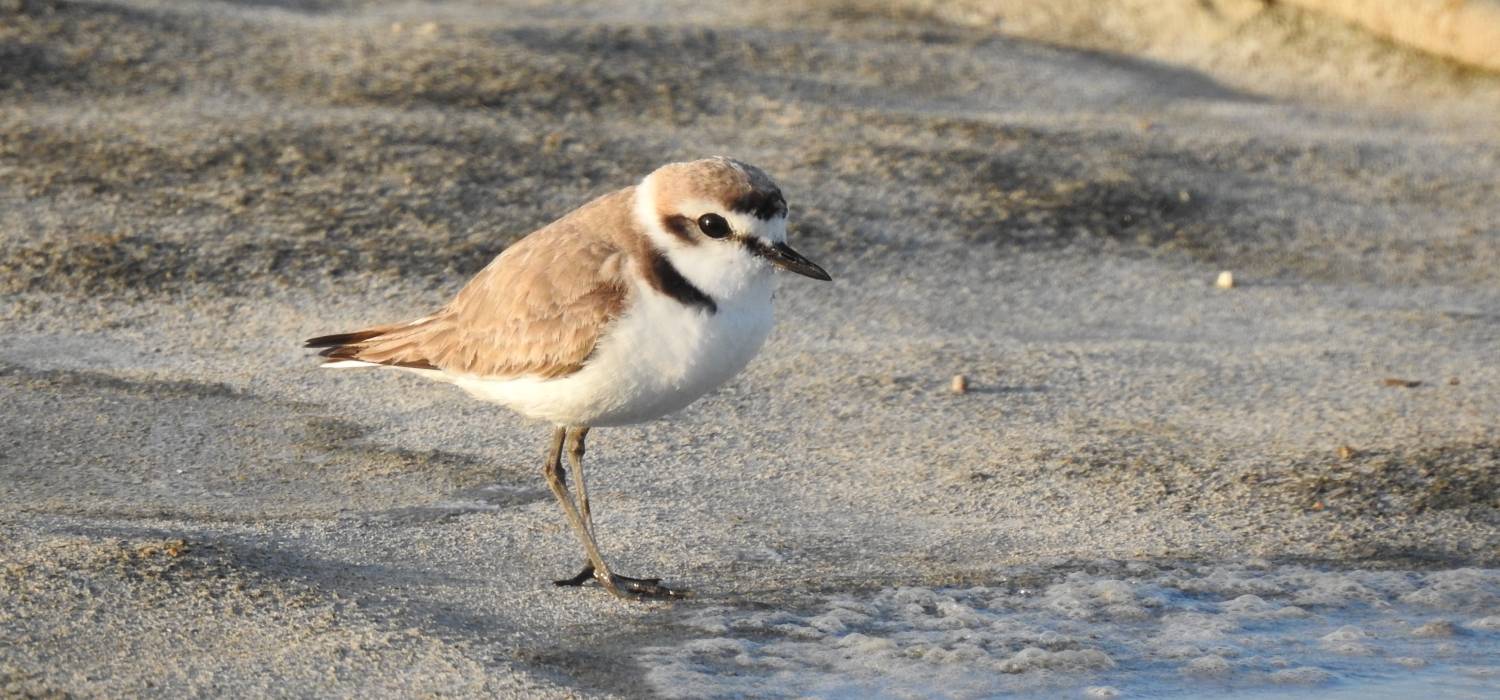 The UCA conducts the first high-resolution GPS tracking of the transcontinental migration of the Kentish plover in southern Europe