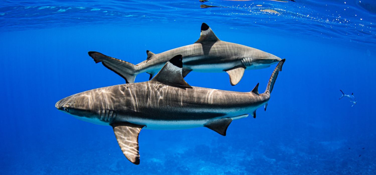 La Universidad de Cádiz impulsa tres nuevas microcredenciales en los ámbitos sanitario, marino y formativo