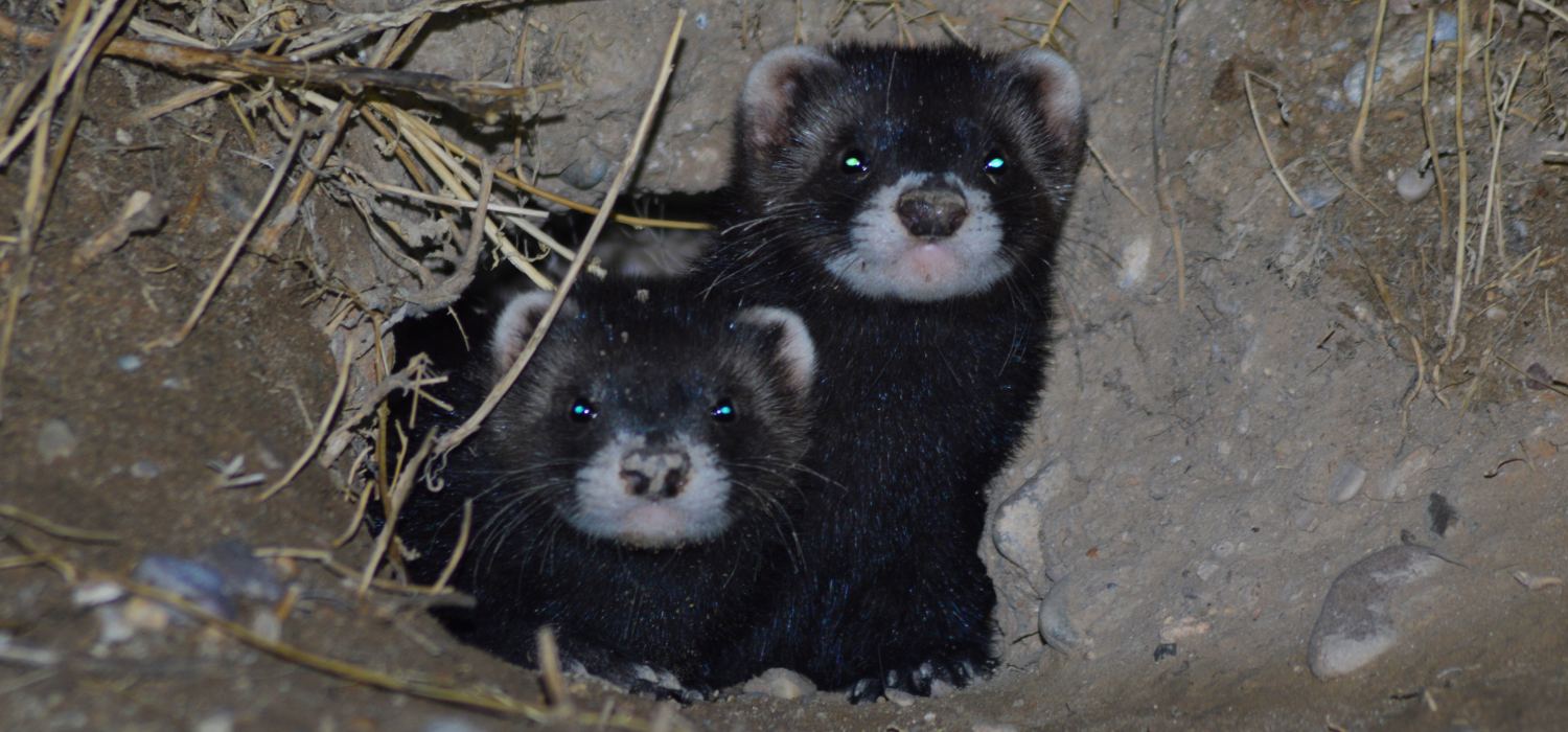Un estudio liderado por la Universidad de Cádiz confirma la hibridación entre turones y hurones en España
