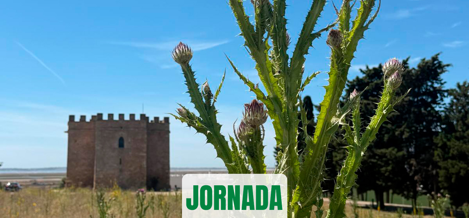 Jornada de puertas abiertas en el Yacimiento Arqueológico Castillo de Doña Blanca