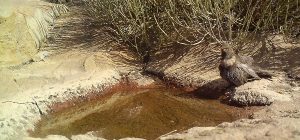 Investigadores de la Universidad de Cádiz demuestran que la jerarquía social también determina el...