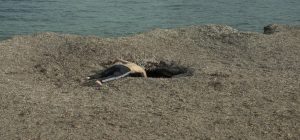 La Kursala acoge la exposición fotográfica ‘Todo nos vendrá del mar’ de Baltasar López