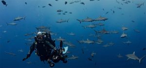 Manu San Félix llevará al Blue Zone Forum InnovAzul su experiencia de 45 años protegiendo los océ...