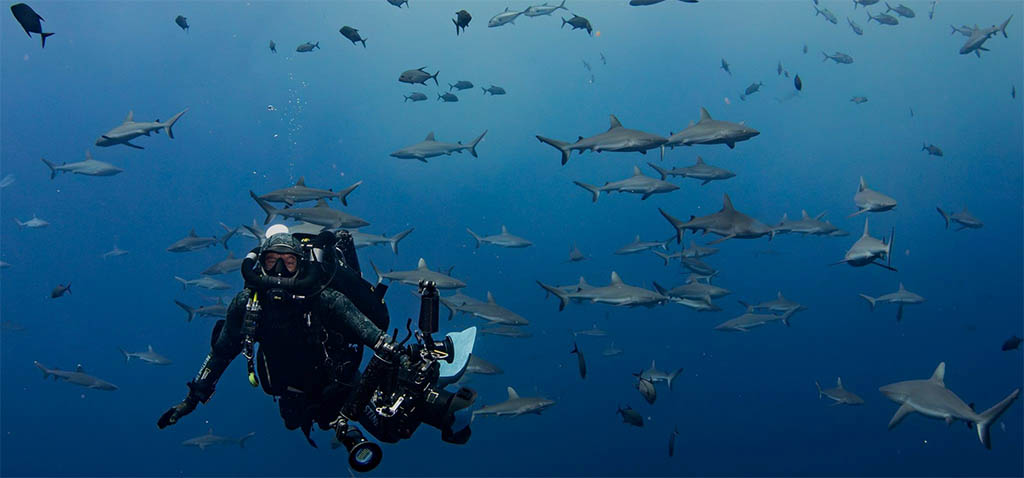 Manu San Félix llevará al Blue Zone Forum InnovAzul su experiencia de 45 años protegiendo los océanos