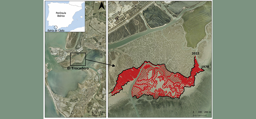 Investigadores de la UCA constatan el retroceso de las marismas de la Bahía de Cádiz tras analizar su evolución en más de 6 décadas
