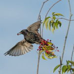 European Starling feeding on wild black cherries at Fair Meadows